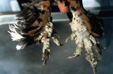 gallinaceous birds Several raptor species Mite burrows beneath leg scales and causes them to loosen and