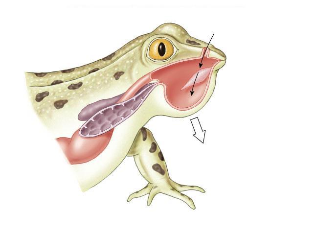 350 mya Vertebrates: Amphibian Amphi (two) bios (lives)