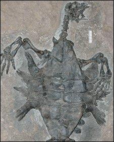 The 220 million-year-old find, described in Nature journal, shows that the
