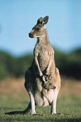 echidna marsupials pouched