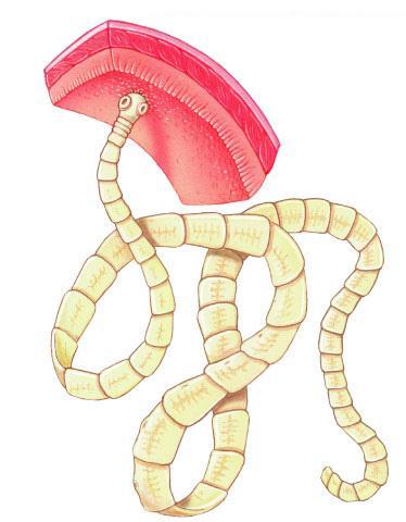 Invertebrate: Platyhelminthes Flatworms