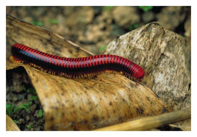 Millipedes and Centipedes Millipedes and centipedes Are