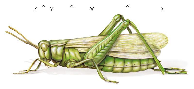 A. Order Or thoptera The order orthoptera includes Grasshoppers, crickets, katydids,