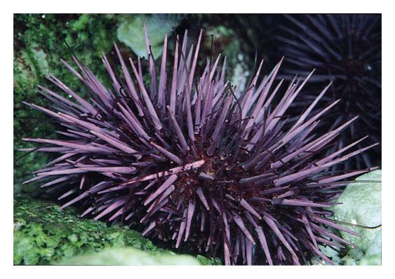 Includes organisms such as sea stars and sea urchins Are
