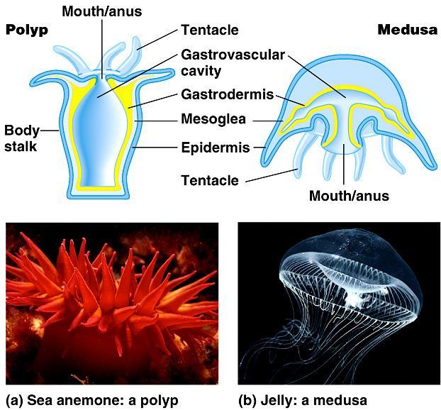 layers radial symmetry predators tentacles surround