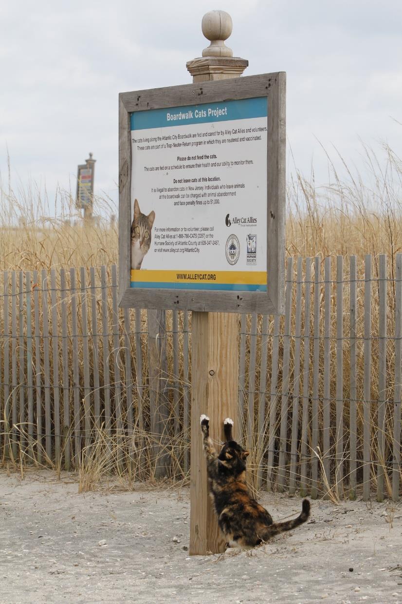ATLANTIC CITY, NJ Boardwalk Cats Project The Program Started in June 2000 5 staff and 30 dedicated volunteers Currently 89 cats in 15 colonies Most of the boardwalk cats are well into