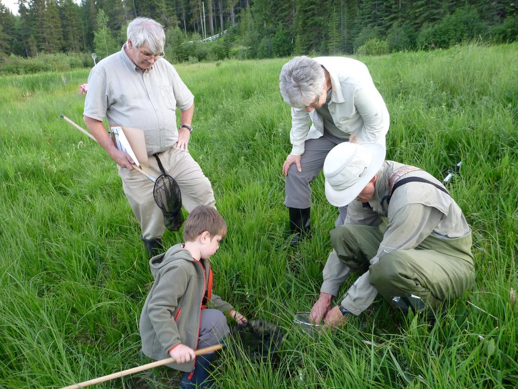 Crowsnest Conservation Society members participate in a boreal toad monitoring workshop at a wetland in
