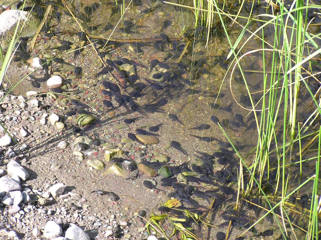 Boreal toad (Anaxyrus boreas) tadpoles gather in a sundrenched stretch of shallow water along the edge of a