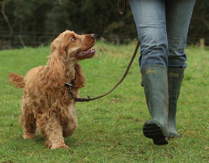 If you want to let your dog have more freedom, then purchase an extendable lead which offers a good compromise between restraint and free exercise. make sure your dog has some form of identification.
