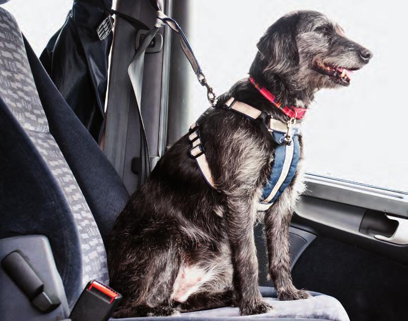 Never transport your dog in the boot, loose in the front foot well of the car or in the removal van On a long journey it is wise to stop and offer your dog water or a chance to exercise If it is a