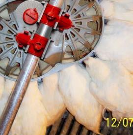 Simultaneously feed 64 birds per 3.66 m (12-foot) four-pan feeder tube. It requires 4.88 m (16 ft.) of chain trough to feed 64 birds.