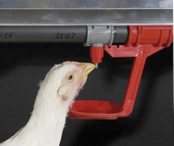 Nipple Drinkers for Breeders The lift trigger mechanism of Chore-Time s Breeder Drinker System is designed to get more water in the hens and roosters and less on the floor.