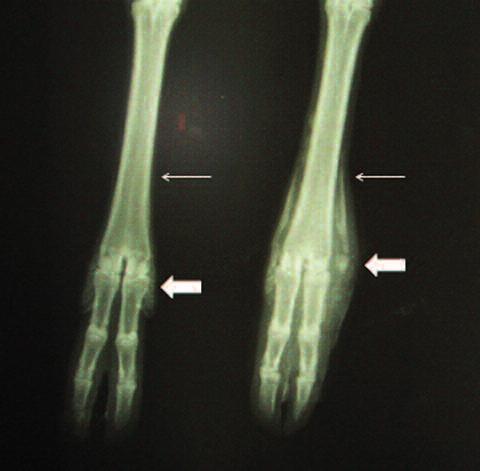AP forelegs comparative radiography. Periosteal reaction is appreciated and partial loss of the 5th phalanx affected limb (large arrows).