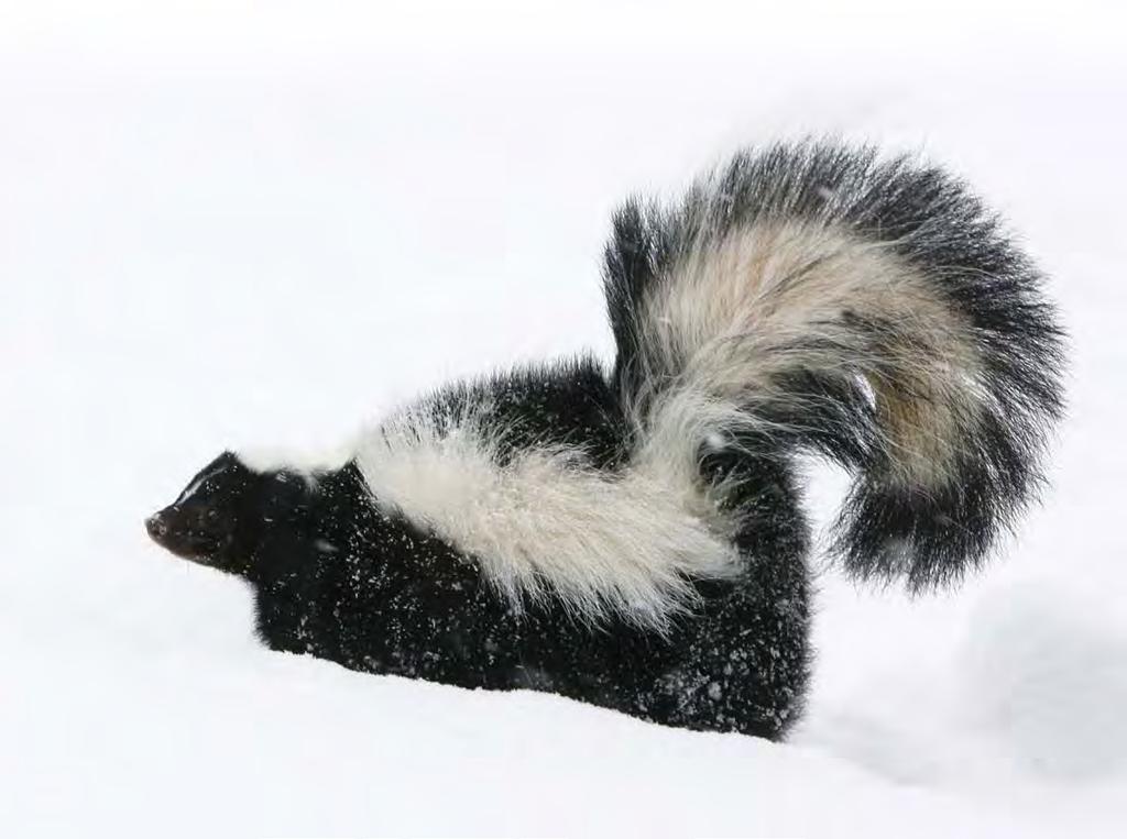 Other animals are not true hibernators, but they do spend much of the winter in their homes