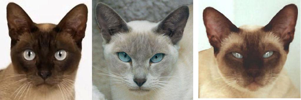 In a good Tonkinese head the width between the top of the ears matches a line from the top of the ear to the base of the chin.
