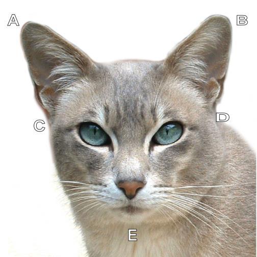 HEAD: The top should be gently rounded with good width between the ears, a moderately proportioned wedge with a muzzle that is neither pointed nor square and a definite, but not exaggerated, whisker
