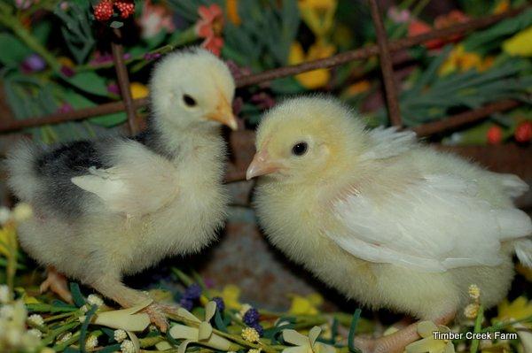 How Chicks Year Grow the First I t i s f a s c i n a t i n g t o watch how chicks grow, during the first year of their life. The downy chick goes through stages to become an egg laying hen or rooster.
