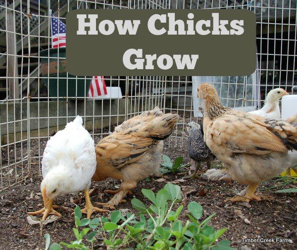 Feather Development and Feeding Requirements of Growing Chicks As they grow the chicks appetite will increase also.