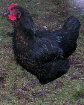 Black Sex Link The Sex Link Hybrid is the result of crossing two heritage purebred poultry standard chicken breeds together.