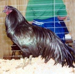 Black Sumatra The Sumatra chicken has a long flowing tail, graceful carriage and was originally bred as a