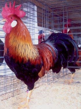 Brown Leghorn Admitted to the American Standard of Perfection in 1874 and originations from Italy, Denmark, and England.