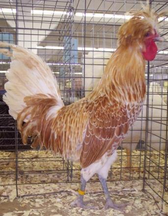 Buff Laced Polish The Buff Laced Polish chicken breed is