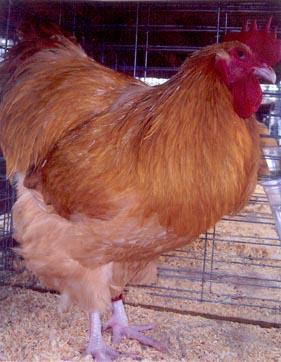 Buff Orpington Buff Orpington Chickens originated in England, and was recognized by America as a pure chicken breed in 1901.