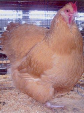 Buff Orpington chickens are one of the best chickens for eggs and for chicken meat.