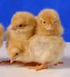 Most chicken breed charts will list the Buff Orpington chicken as a dual purpose bird.