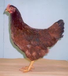 Cherry Egger Cherry Egger Chickens are a combination of different chicken breeds to produce an egg laying production chicken which will lay large brown eggs and one of the best chickens for