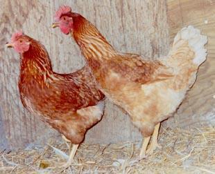 Cinnamon Queen The Cinnamon Queens are a breed that produce fast body development, fast egg production and rich brown egg shell color.