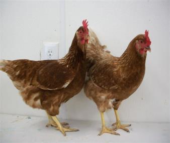 They are also color sexable as chicks for the first generation which are the chicks you receive, cockerel chicks are white, and the pullet chicks are more brownish red in color.