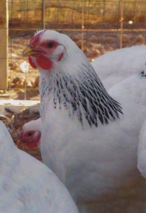 Columbian Wyandotte chickens are a docile bird, clean legs, white with black feathers around the