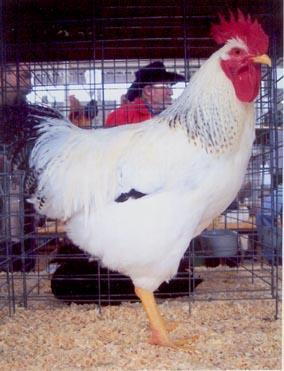 Delaware The Delaware is a dual purpose chicken with a single comb and a layer of brown eggs. Plumage is nearly white with black feathers around the neck and tail and the bird is a rapid grower.