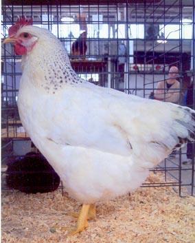 These white chicks grew very fast and big and after of years of breeding the white offspring they eventually became consistent with their color and color patterns and become a standard breed.