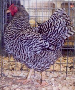 The Dominique chicken is often confused with the Barred Rock chicken which has a straight comb and slightly straighter and darker barred markings.
