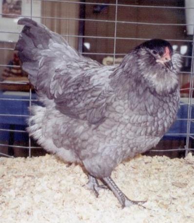 The Easter Egg chickens are great chickens for backyards, chicken coops, larger chicken houses and for raising free range chickens.