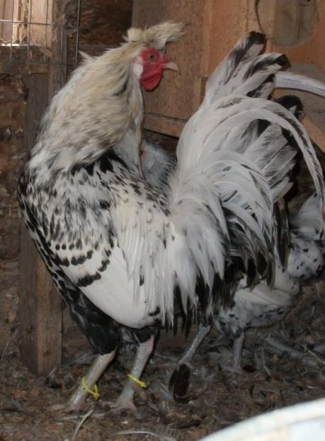 German Spitzhauben This chicken is very rare to the United States and not yet admitted to the