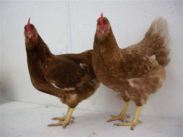 Golden Comet The Golden Comet chickens are one of two modern day production brown egg laying strains from hybrid breeding that produce fast body development, fast egg production and rich
