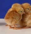They are also color sexable as chicks for the first generation. Cockerel chicks are white, and the chicken pullets are more brownish red in color.