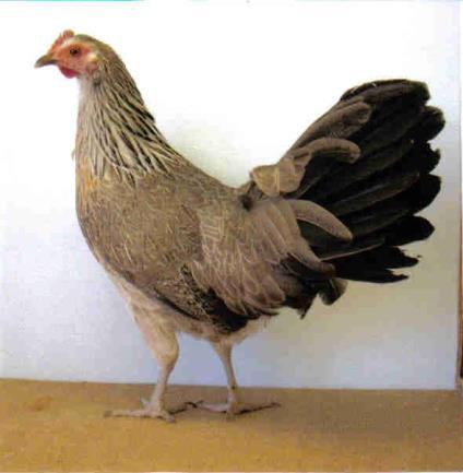 They are noted for the tail feathers to stay (blood filed) to continue the growth and genes that prolong molting periods.