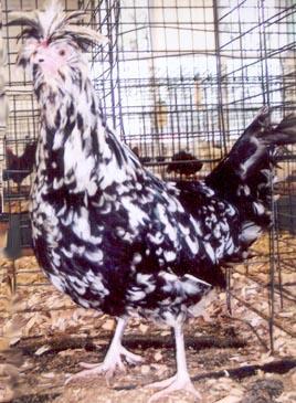 Mottled Houdans The Mottled Houdan chicken breed was imported from the town Houdan (France) into England around the 1850's.