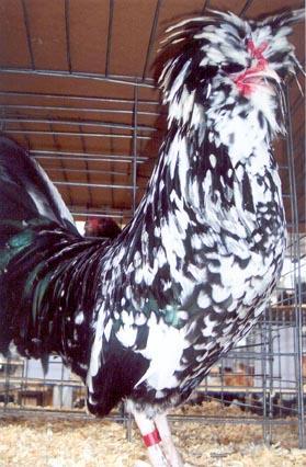 This unique chicken breed has a fifth toe, a wide cavernous nostril, a large crested feather head and a white egg layer.