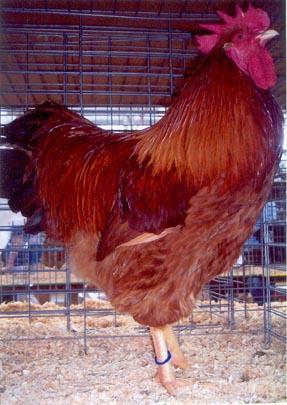 New Hampshire Red The New Hampshire chicken breed was developed in 1915 from a strain of Rhode Island Reds brought into New Hampshire