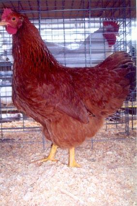This lighter colored red chicken was later recognized as a distinct chicken breed in 1935 and sometimes called a New Hampshire Red.