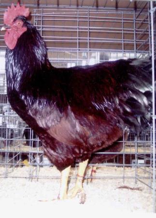 Production Red The Production Red chicken is very similar to a Rhode Island Red chicken only lighter in color.
