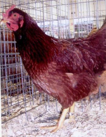The Production Red chicken breed is a cross of Cackle Hatcheries best Rhode Island Red chicken production line over Cackle Hatcheries best New