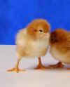 This is not an exhibition show chicken but a great production laying hen and/or pet chicken for your backyard chickens.