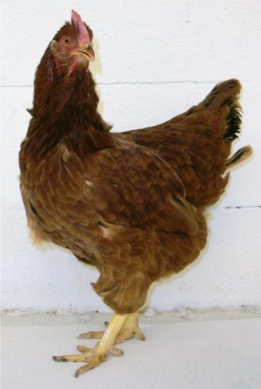 Red Sex Link The Red Sex Link Hybrid Chicken is the result of crossing two heritage chicken breeds, the Cackle Hatchery pedigree pure Rhode Island Red Chicken rooster with a Cackle Hatchery pedigree
