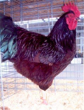 They are a popular chicken choice for backyard chicken flocks because of their egg laying abilities and hardiness.